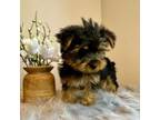 Yorkshire Terrier Puppy for sale in Portsmouth, NH, USA