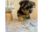 Yorkshire Terrier Puppy for sale in Portsmouth, NH, USA