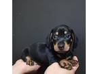 Dachshund Puppy for sale in Chula Vista, CA, USA