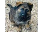 German Shepherd Dog Puppy for sale in Mountain View, MO, USA