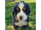 Bernese Mountain Dog Puppy for sale in Mountain View, MO, USA