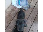 Cane Corso Puppy for sale in Tucker, GA, USA