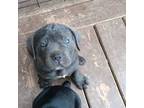 Cane Corso Puppy for sale in Tucker, GA, USA