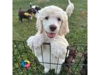 Mutt Puppy for sale in Goode, VA, USA