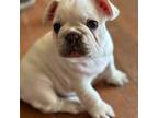 French Bulldog Puppy for sale in Valparaiso, IN, USA