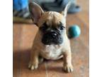 French Bulldog Puppy for sale in Valparaiso, IN, USA