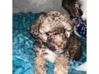 Poodle (Toy) Puppy for sale in Glendale, AZ, USA