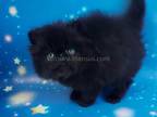 Stepash Black Persian Exotic Longhair Baby Boy