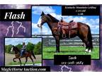 Flash~Fun*Flashy*Smooth*Safe*Chromed Out Family/Trail Kmh Gelding