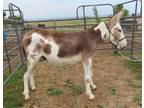 LEROY â 2021 GRADE Spotted Mammoth John Donkey! Go to www.Billingslivest