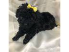 Poodle (Toy) Puppy for sale in Pendleton, OR, USA