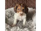 Dachshund Puppy for sale in Portland, IN, USA