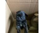 Pug Puppy for sale in Mocksville, NC, USA