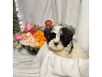 Maltese Puppy for sale in Ephrata, PA, USA