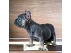 French Bulldog Puppy for sale in Purdy, MO, USA