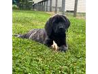 Great Dane Puppy for sale in New Park, PA, USA