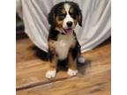 Bernese Mountain Dog Puppy for sale in York, PA, USA