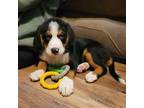Bernese Mountain Dog Puppy for sale in York, PA, USA