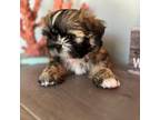 Shih Tzu Puppy for sale in Sarasota, FL, USA