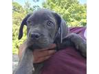 Cane Corso Puppy for sale in Chiefland, FL, USA