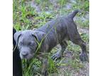 Cane Corso Puppy for sale in Chiefland, FL, USA