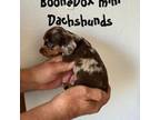 Dachshund Puppy for sale in Lexington, OK, USA