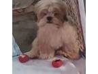 Lhasa Apso Puppy for sale in Kewanna, IN, USA
