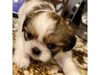 Shih Tzu Puppy for sale in Round Rock, TX, USA