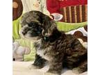 Shih-Poo Puppy for sale in Parsons, KS, USA