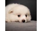 Pomeranian Puppy for sale in Wendell, NC, USA