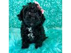 Poodle (Toy) Puppy for sale in Newcomerstown, OH, USA
