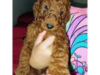 Mutt Puppy for sale in Dunnellon, FL, USA