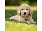 Goldendoodle Puppy for sale in Des Plaines, IL, USA
