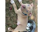 Mutt Puppy for sale in Stuart, VA, USA