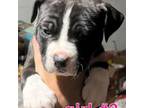 Mutt Puppy for sale in Stuart, VA, USA
