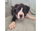 Boxer Puppy for sale in League City, TX, USA