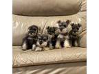 Schnauzer (Miniature) Puppy for sale in West Covina, CA, USA