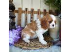 Cavalier King Charles Spaniel Puppy for sale in Fresno, OH, USA