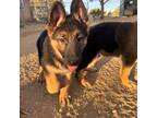 German Shepherd Dog Puppy for sale in Pinon Hills, CA, USA