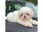 Shih Tzu Puppy for sale in Mc Gregor, TX, USA