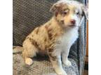 Australian Shepherd Puppy for sale in Aurora, WV, USA