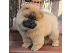 Chow Chow Puppy for sale in Neosho, MO, USA