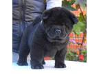 Chow Chow Puppy for sale in Neosho, MO, USA