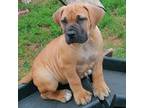 Boerboel Puppy for sale in Neosho, MO, USA