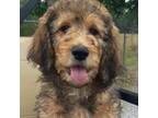 Mutt Puppy for sale in Trenton, GA, USA