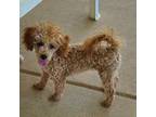 Poodle (Toy) Puppy for sale in Fort Worth, TX, USA
