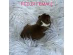 Red Bi female