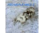 Red merle male 2