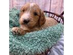 Goldendoodle Puppy for sale in Ceres, CA, USA
