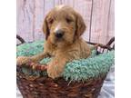 Goldendoodle Puppy for sale in Ceres, CA, USA